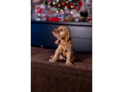 Safkan İngiliz Cocker Spaniel