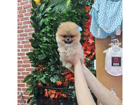 Pomeranian Boo Yavru Köpekler