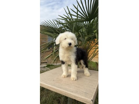 Sevgi Dolu Dev Köpek Bobtail