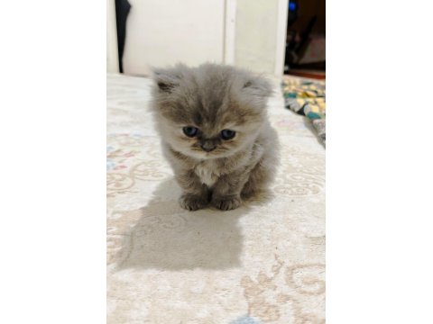British Shorthair Blue Kedimiz