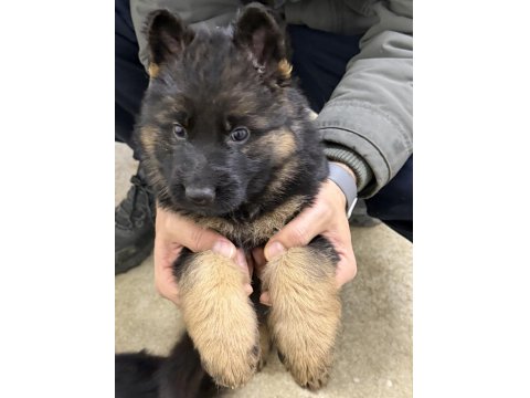 Şampiyon Alman Kurdu Yavruları