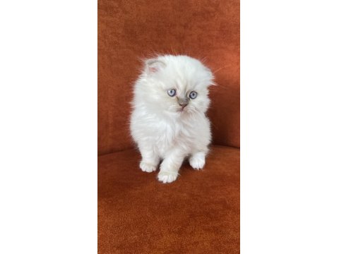 Scottish Fold Longhair Blue Point