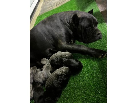 Irk Garantili 2 Aylık Erkek Ve Dişi Cane Corso