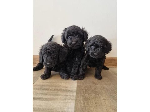 Siyah Toy Poodle Köpeği Yavrularımız