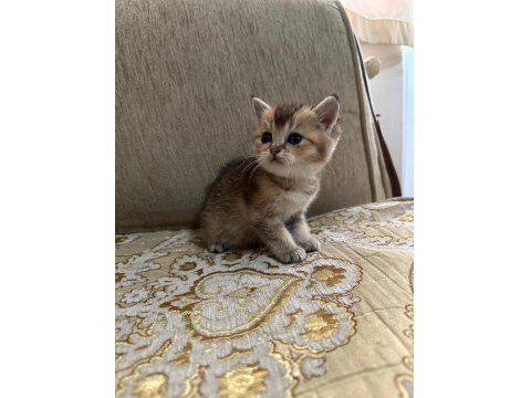 Minik Gözlerle Büyük Aşklar Başlar Black Golden British Yavru