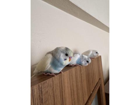 Ev Üretimi Eğitimli Muhabbet Kuşlar