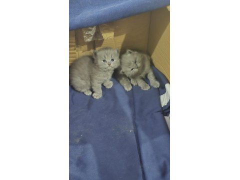 Pofuduk British Longhair Yavrular