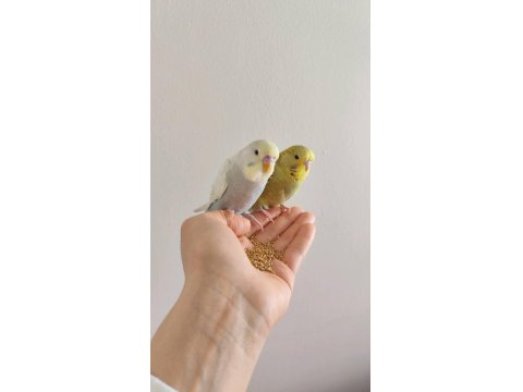 İstanbul İçi Adrese Teslim Kapıda Ödeme Muhabbet Kuşu