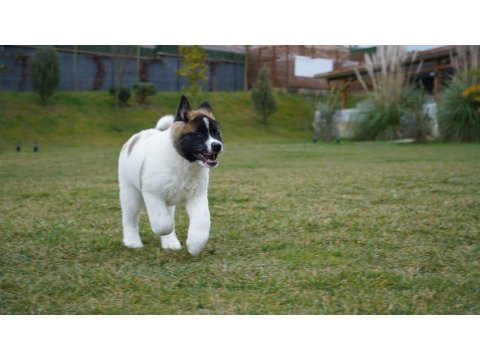 %100 American Akita Yavruları