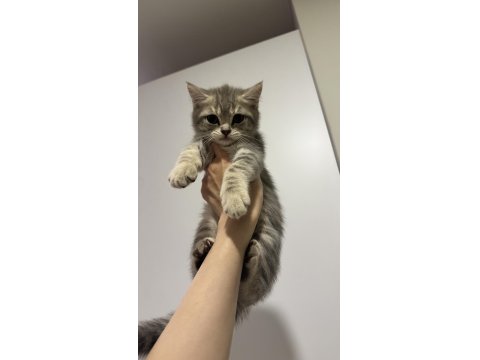 3 Aylık Birbirinden Güzel British Yavrular