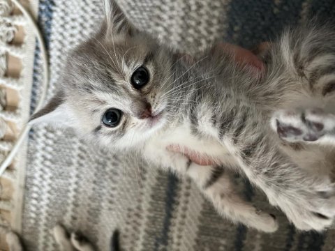 Golden British Shorthair Yavrular