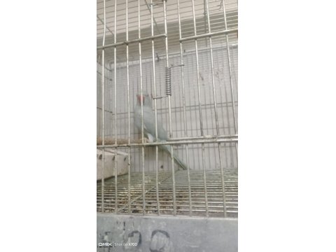 Prehistoricpets Garantisi İle Pakistan Papağanı