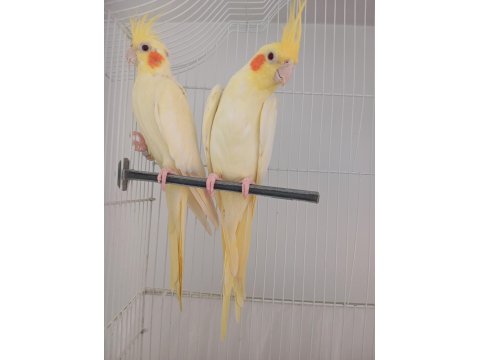 Çok Güzel Bir Çift Lutino Sultan Papağanı
