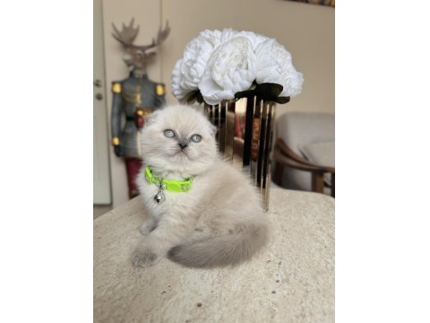 Scottish Fold Bluepoint