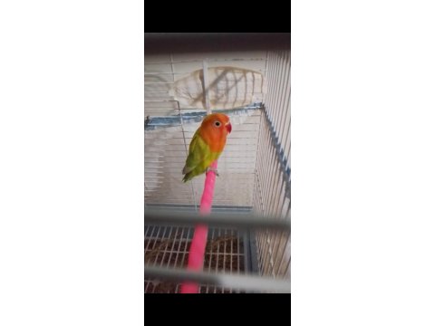 Yeni Yeme Düşmüş Cennet Papağanları