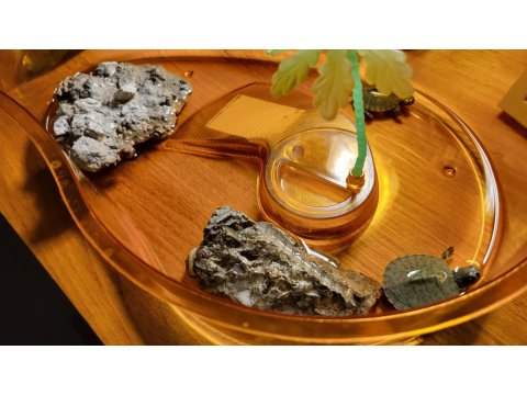 Orijinal Singapur Kırmızı Yanak Kaplumbağa