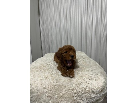 Üst Düzey Poodle Yavrular Yeni Ailesini Aramakta