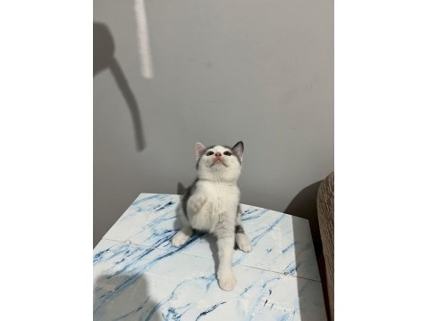 Bicolor Ve Lilac British Shorthair Bebekler