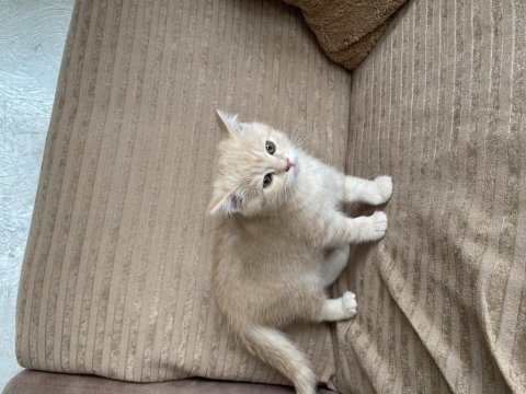 British Shorthair Cream Tabby