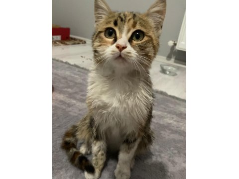 Yavru 3-4 Aylık Dişi Tekir Kedimiz