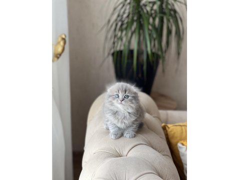 Ayı Surat Scottish Fold Longhair Yavrum