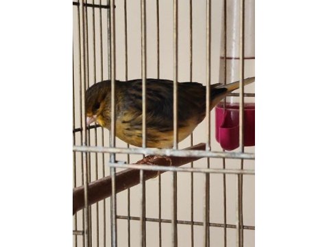 Gümbür Gümbür Öten Fancy Satılık Kanarya