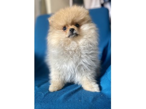 Mini Boy Pomeranian Boo Kızım