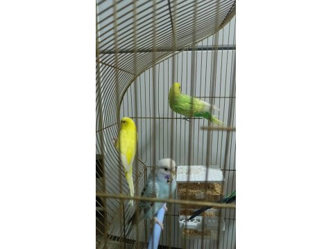 5 Adet Muhabbet Kuşu 2 Takım Var Bir Adet Tek Dişi Var