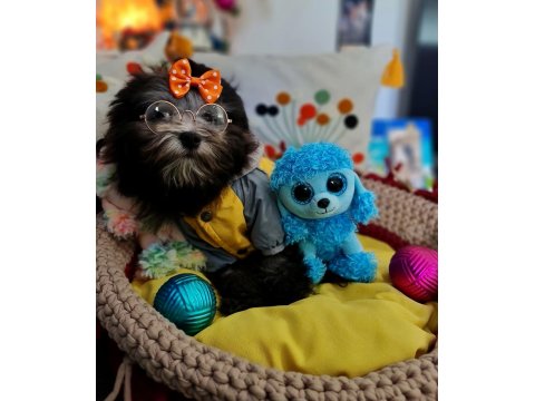Orjinal Toy Maltipoo Yavrular