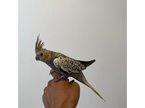 Sultan Papağanımız Sahiplendirilecektir