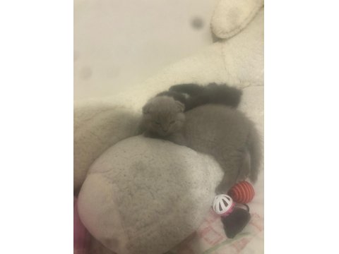 Acil Scottish Fold 2 Kardeş
