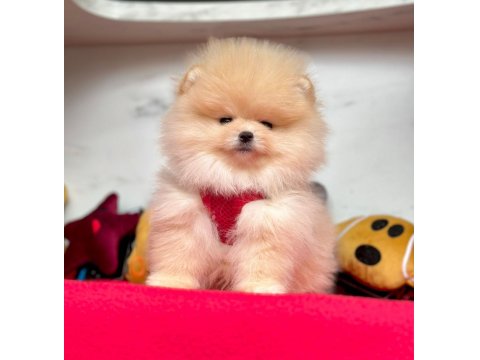 Safkan Pomeranian Boo Yavrular