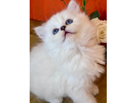 British Longhair Silver Dişi Yavru