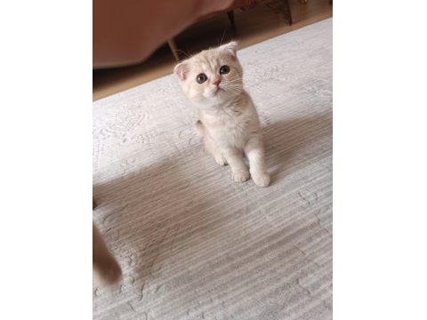 Minik Yavru Kedimiz