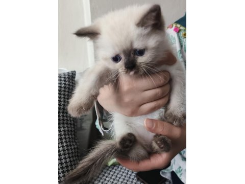 Cins Kedi Sağlık Sorunları Yoktur