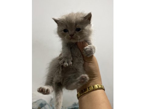 Scottish Fold Bebekler