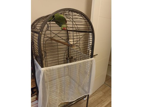 Evcil Alexander Papağanı Erkek