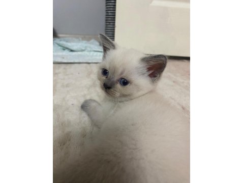 British Straight Beyaz Mavi Göz