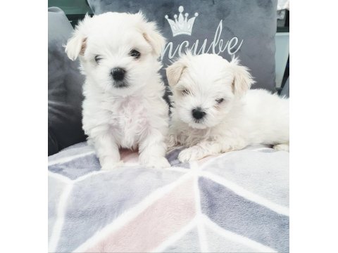 Ruhsatlı İşletmeden Mini Maltese Yavruları