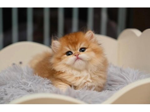 Show Kalite Orange British Longhair