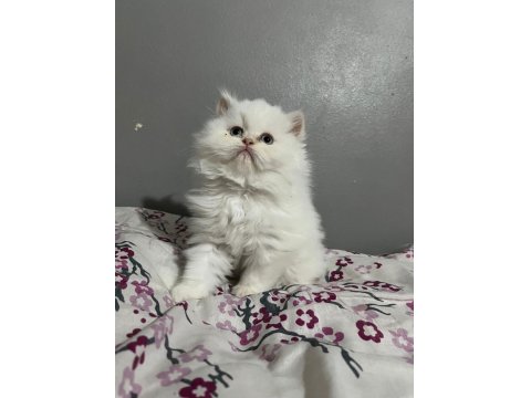 İran Persian Cinsi İki Adet Dişi Yavru