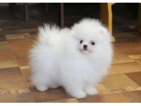 Pomeranian Boo Cinsi Yavrularımız