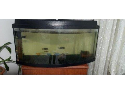 Karışık Ciklet Balıklar