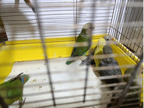 Sevda Papağanı Bebekler