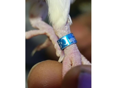 Satılık Eşli Takım Sultan Papağanı