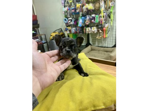 Çok Sevimli Ve Oyuncu French Bulldog Yavrumuz