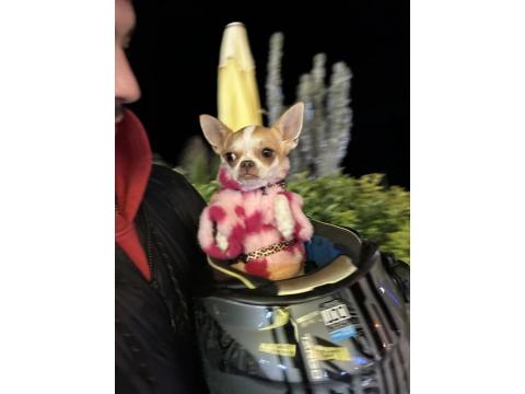 Dişi Tea Cup Yetişkin Chihuahua