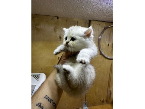 British Longhair Golden Point 37 Günlük Dişi