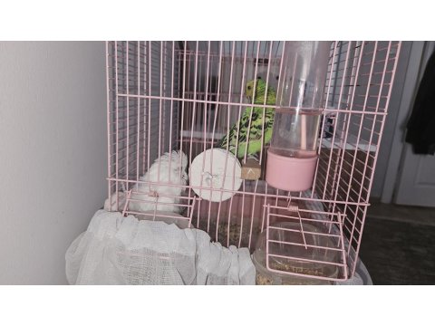 Damızlık Çift Muhabbet Kuşu (Malzemeler Dahil)