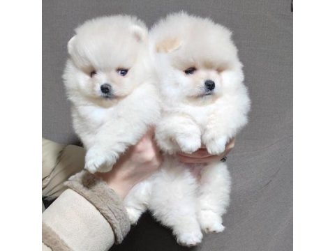 Irk Garantili Pomeranian Yavruları İçin Ulaşın